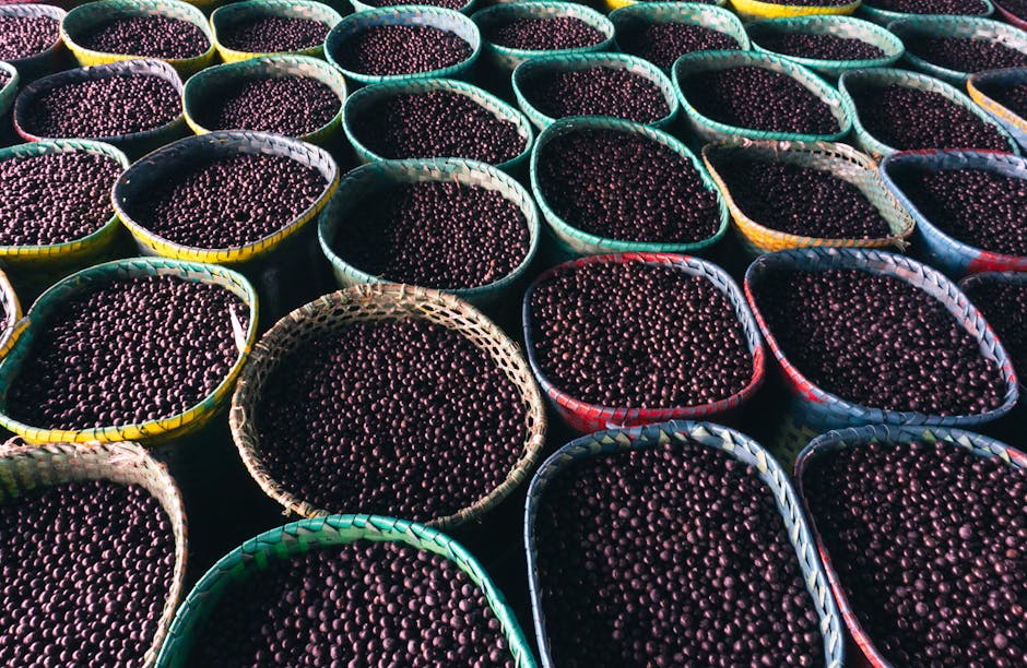 açaí berries being harvested in Amazon rainforest