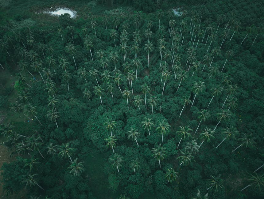 aerial view of Amazon rainforest with palm trees