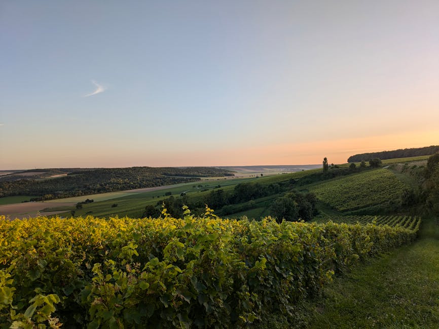 Le vin français cartonne en 2025 : pourquoi tout le monde en parle