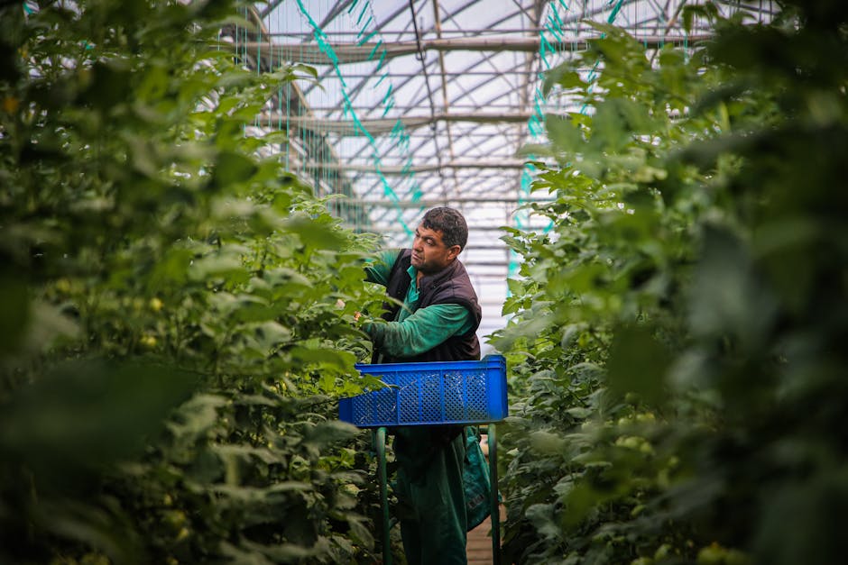 Fresh spirulina algae being harvested in french farm greenhouse