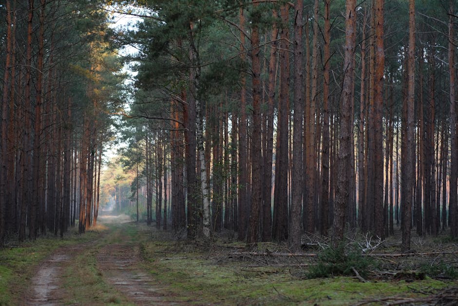 hiking trail through dense pine forest Germany