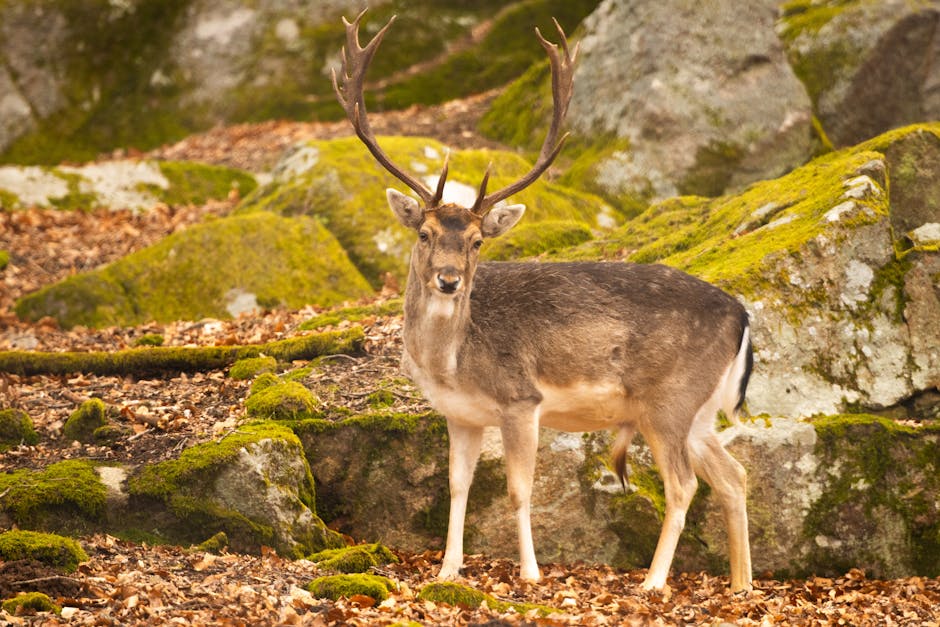 iberian wildlife deer forest castile