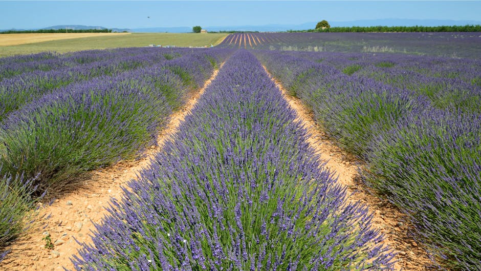 provence hotel swimming pool surrounded by lavender fields