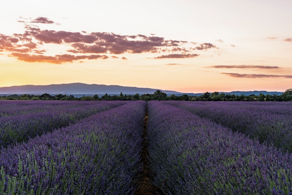 Provence lavender field summer morning