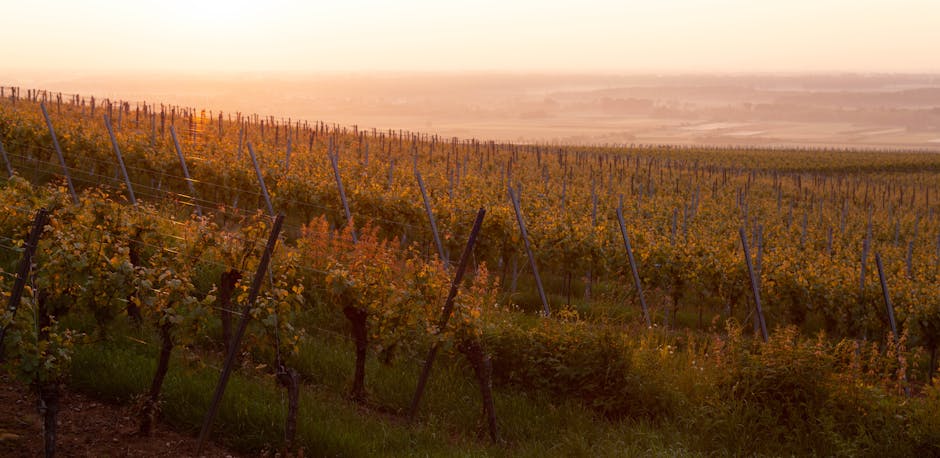 vineyard sunset spain
